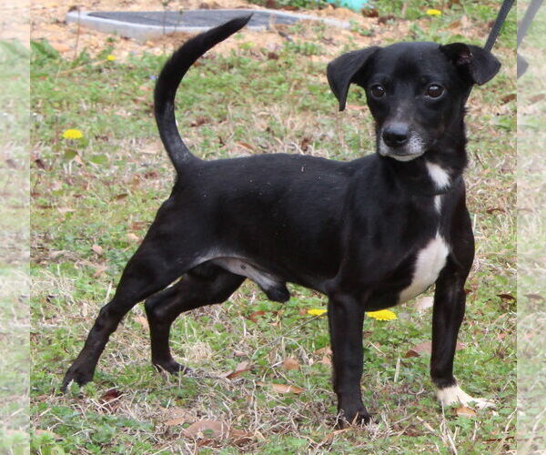 Medium Photo #3 Chihuahua-Unknown Mix Puppy For Sale in Prattville, AL, USA