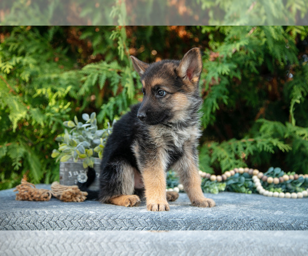 Medium Photo #3 German Shepherd Dog Puppy For Sale in BREMEN, IN, USA