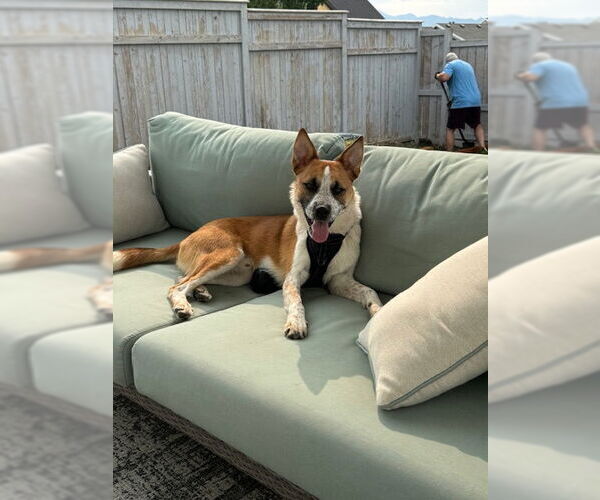 Medium Photo #11 Mutt Puppy For Sale in Sandy, UT, USA