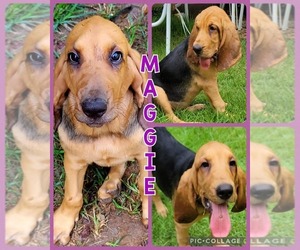 Bloodhound Puppy for sale in TOCCOA, GA, USA