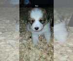 Small Photo #4 Great Bernese Puppy For Sale in HARRIMAN, TN, USA