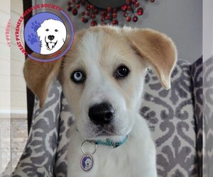 Labrador Retriever Dogs for adoption in Spring, TX, USA