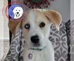 Small Photo #1 Labrador Retriever Puppy For Sale in Spring, TX, USA