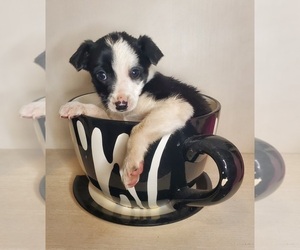 Border Collie-Miniature Pinscher Mix Puppy for sale in GOSHEN, IN, USA