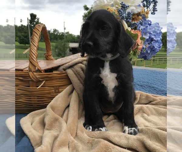 Medium Photo #6 Dalmadoodle Puppy For Sale in LAWRENCEBURG, KY, USA