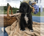 Small Photo #6 Dalmadoodle Puppy For Sale in LAWRENCEBURG, KY, USA