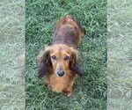 Small #2 Dachshund