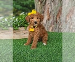 Small #1 Goldendoodle-Poodle (Miniature) Mix