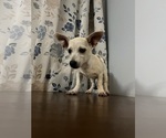 Small #26 Chihuahua
