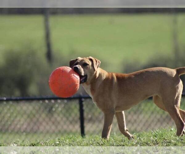 Medium Photo #13 Mutt Puppy For Sale in Utica, NY, USA