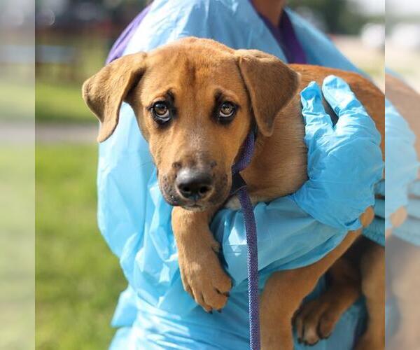 Medium Photo #1 Labrador Retriever-Unknown Mix Puppy For Sale in San Antonio, TX, USA