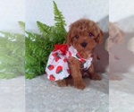 Small #2 Cavalier King Charles Spaniel-Poodle (Toy) Mix