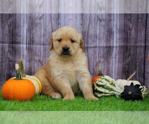 Golden Retriever Puppy for sale in FREDERICKSBG, OH, USA