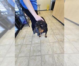 Rottweiler Dogs for adoption in Norfolk, VA, USA