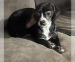 BETTY BOO - Female Cheagle Dog for Adoption - Small photo