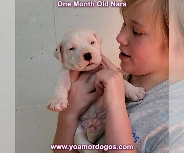 Medium Photo #40 Dogo Argentino Puppy For Sale in JANE, MO, USA