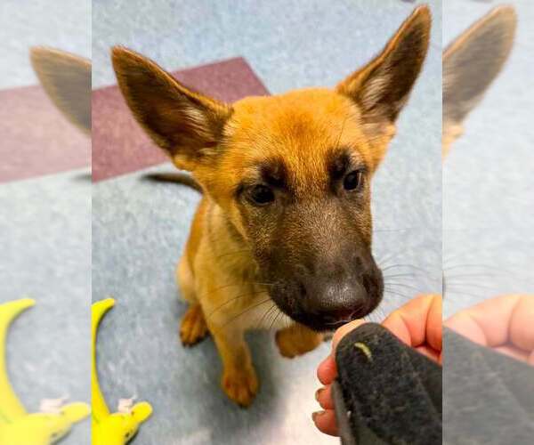 Medium Photo #3 German Shepherd Dog-Unknown Mix Puppy For Sale in Imlay City, MI, USA