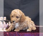 Small #2 Cavapoo (Miniature)
