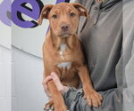 Small #2 American Staffordshire Terrier-Vizsla Mix
