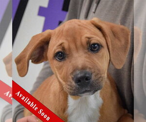 American Staffordshire Terrier-Vizsla Mix Dogs for adoption in Huntley, IL, USA