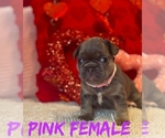 Small #3 French Bulldog