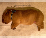 Small #6 Labrador Retriever