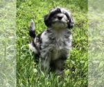 Small Photo #4 Sheepadoodle Puppy For Sale in WAVERLY, IA, USA