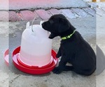 Small Photo #18 Labrador Retriever Puppy For Sale in CARMICHAEL, CA, USA