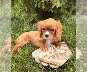 Cavalier King Charles Spaniel Puppy for Sale in MIDDLEBURY, Indiana USA