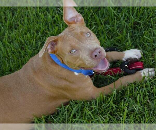 Medium Photo #1 American Staffordshire Terrier-Unknown Mix Puppy For Sale in Tallahassee, FL, USA