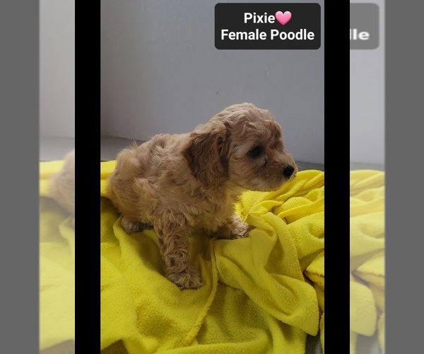 Medium Photo #2 Poodle (Toy) Puppy For Sale in TUCSON, AZ, USA