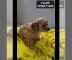 Small #1 Poodle (Toy)