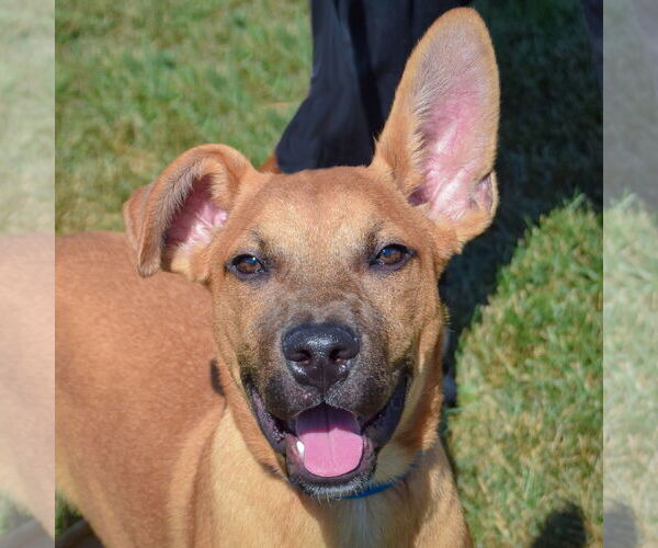 Medium Photo #1 Boxer-Holland Shepherd Mix Puppy For Sale in Huntley, IL, USA
