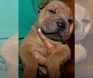 Chinese Shar-Pei Puppy for Sale in DUNNELLON, Florida USA