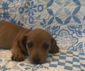 Medium Dachshund