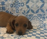 Puppy 1 Dachshund