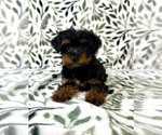 Small #1 YorkiePoo