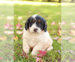 Puppy 4 Bernedoodle