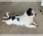 Small #1 Shih Tzu