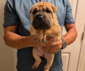 Ori-Pei Puppy for sale in LAKELAND, FL, USA