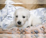 Puppy Pontiac English Cream Golden Retriever