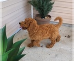 Small Photo #11 Goldendoodle (Miniature) Puppy For Sale in STELLA, NC, USA