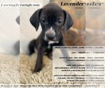 Small Photo #1 Dogo Argentino-Vizsla Mix Puppy For Sale in WILLAMINA, OR, USA