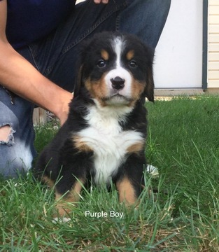 Medium Photo #1 Bernese Mountain Dog Puppy For Sale in RICHLAND, MI, USA