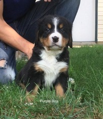 Bernese Mountain Dog Puppy for sale in RICHLAND, MI, USA