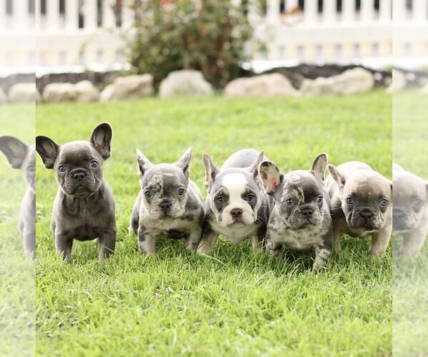 Medium Photo #2 French Bulldog Puppy For Sale in RONKS, PA, USA