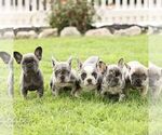 Small #1 French Bulldog
