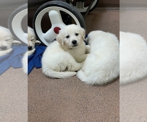 Golden Retriever Puppy for sale in VICTORVILLE, CA, USA