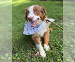 Australian Shepherd-Unknown Mix Dogs for adoption in Warrenton, VA, USA