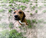 Small #1 Mutt